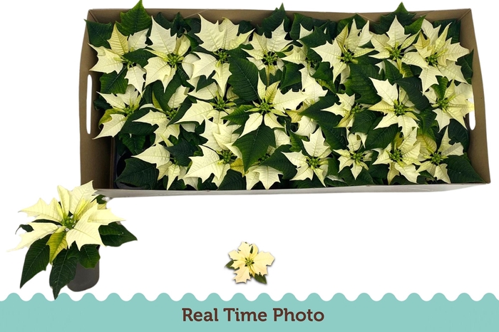 <h4>EUPHOR P ALASKA</h4>