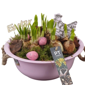 Arr.  Narcissus Tete Tete L%