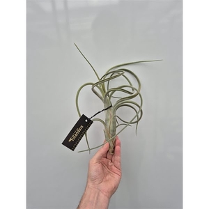 Tillandsia Intermedia XL met Label