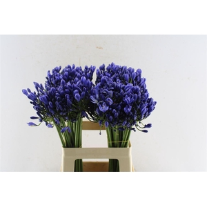 Agapanthus Eyfori Blue