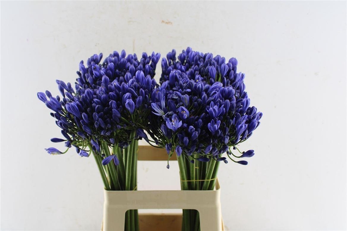 <h4>Agapanthus Eyfori Blue</h4>