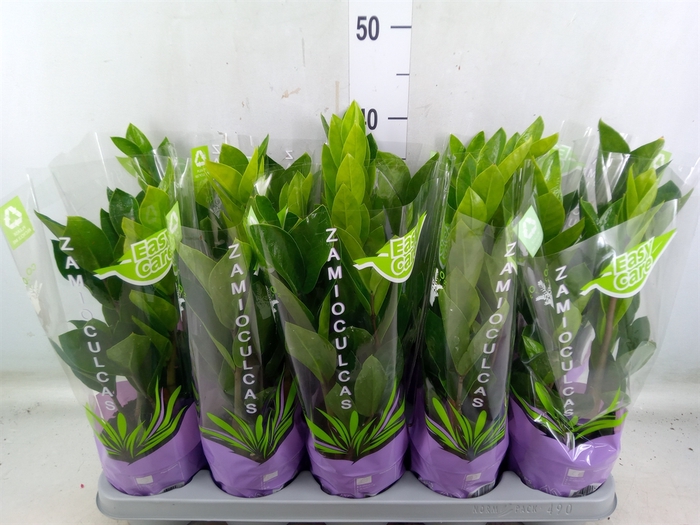 <h4>Zamioculcas zamiifolia</h4>