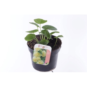 Alcea rosea Chart. Double Yellow