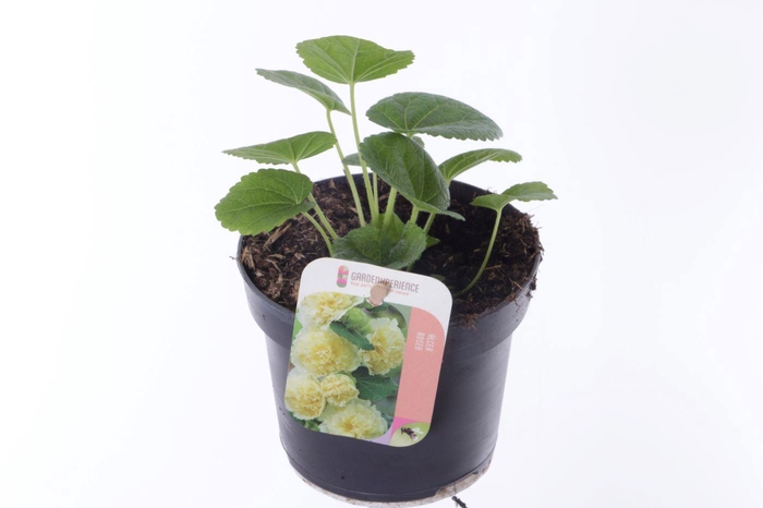 <h4>Alcea rosea Chart. Double Yellow</h4>