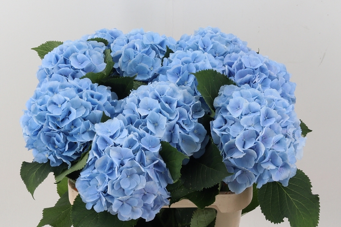 <h4>Hydr M Ch Verena Bl</h4>