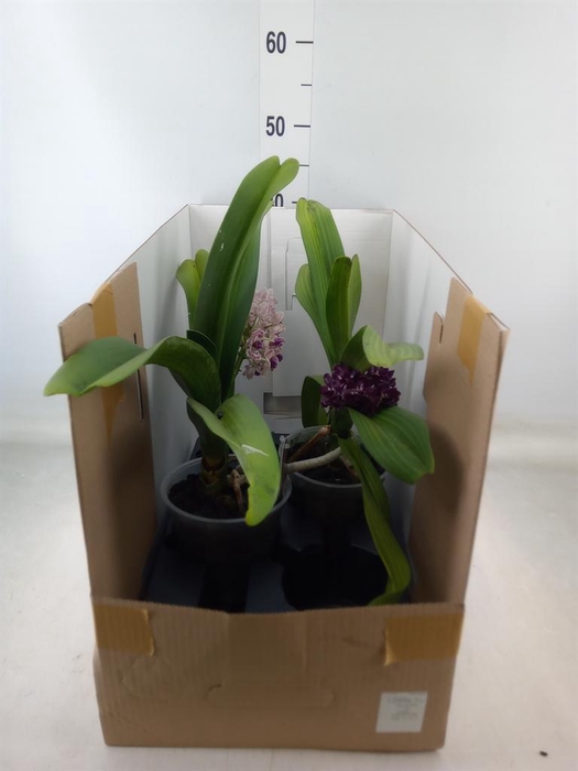 <h4>Rhynchostylis gig. 'Aromatiq Evoke'</h4>