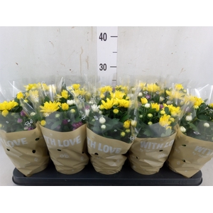 Chrysanthemum  'Da Vinci'  ...mix p