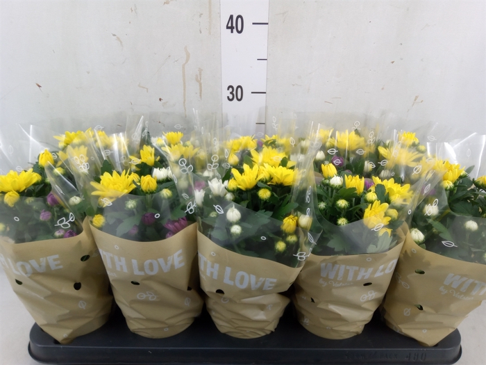 <h4>Chrysanthemum  'Da Vinci'  ...mix p</h4>