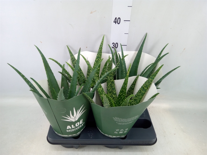 <h4>Aloe   ...mix</h4>