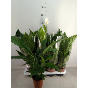 Spathiphyllum  'Sweet Chico'