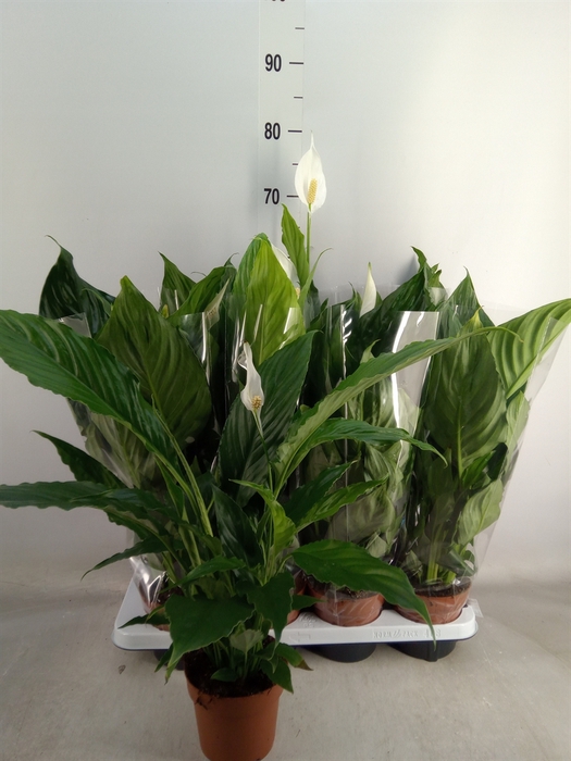 <h4>Spathiphyllum  'Sweet Chico'</h4>