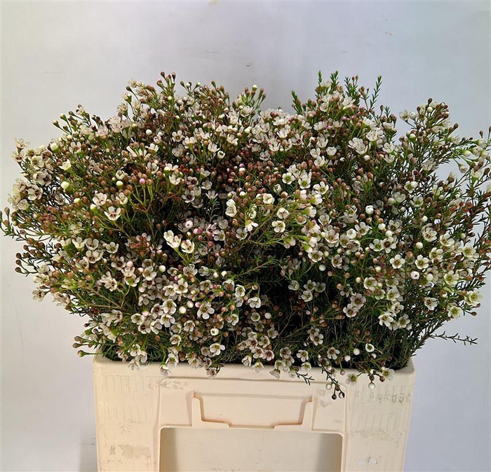 <h4>Chame Blondie</h4>