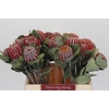Banksia Coccinea