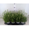 Lavandula interm. 'Edelweiss'