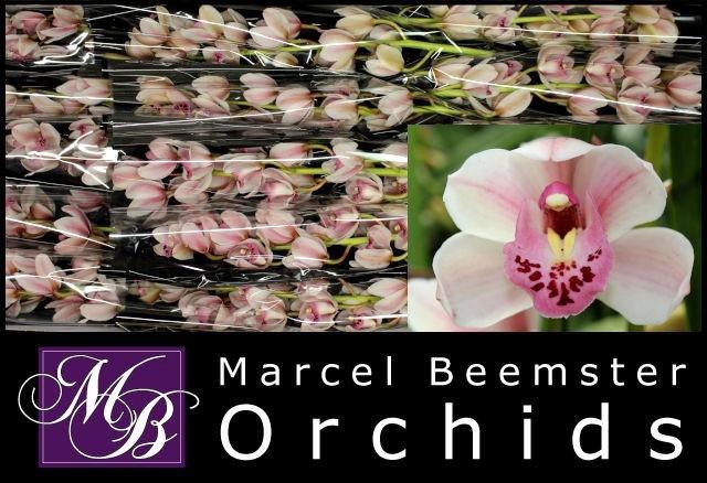 <h4>CYMB MI SABRINA</h4>