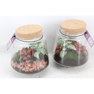 arr3 WR - Terrarium Mercurius small