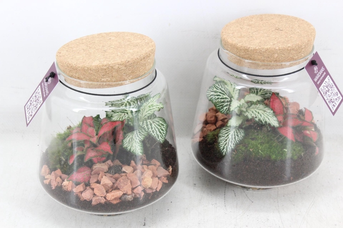 <h4>arr3 WR - Terrarium Mercurius small</h4>