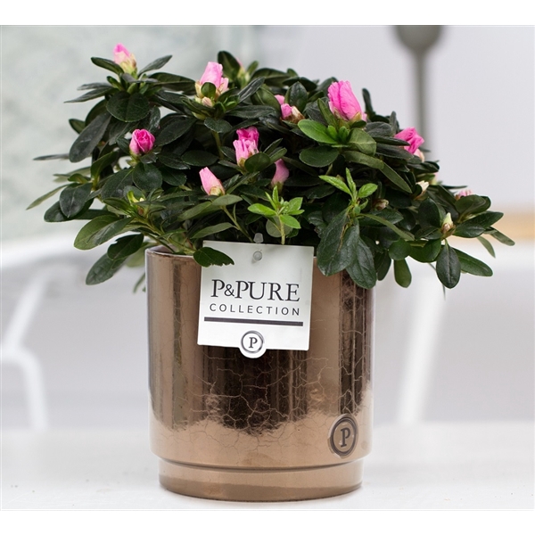 <h4>1st class Azalea pink in P&PURE Juliette ceramics goldbronze</h4>