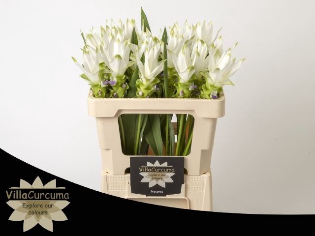 Curcuma alism. 'Siam Shine'