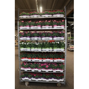 Dian Mixkar 6 Kleur 1 Klr Per Tray