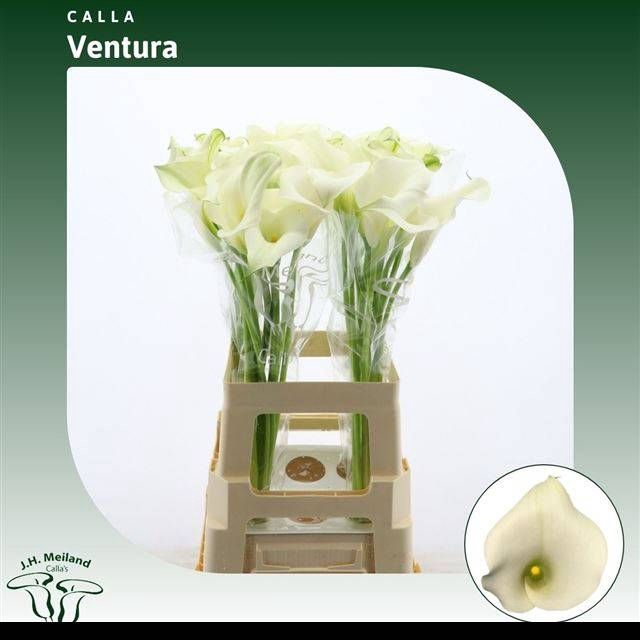 <h4>ZANT CAPT VENTURA</h4>