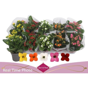 KALANCHOE MIX FAVORITA