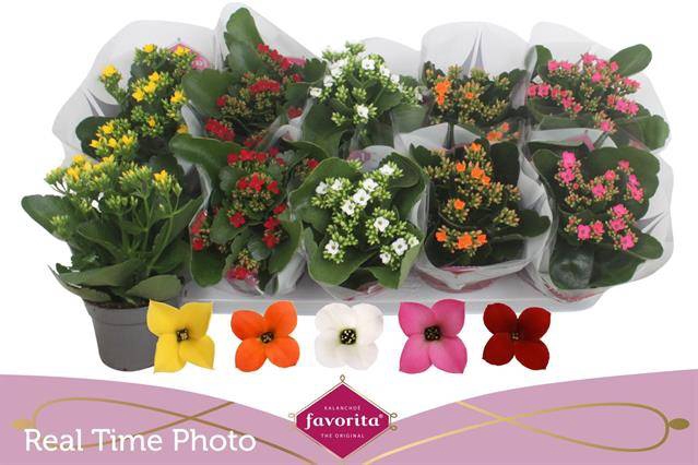 <h4>KALANCHOE MIX FAVORITA</h4>