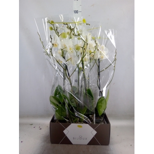 Phalaenopsis   ...white