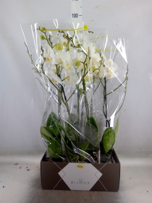 <h4>Phalaenopsis   ...white</h4>