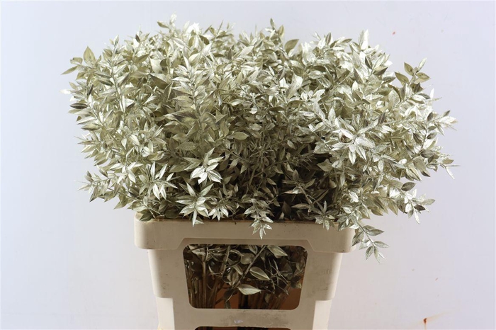 <h4>Dried Ruscus Platinum Glitter Pst</h4>