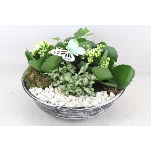 arr2 PL - Zink antiek schaal - wit