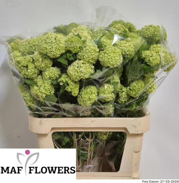 <h4>VIBURNUM ROSEUM ST</h4>