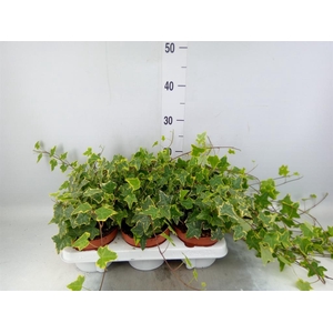 Hedera helix 'Goldchild'