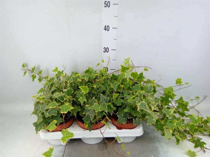 <h4>Hedera helix 'Goldchild'</h4>