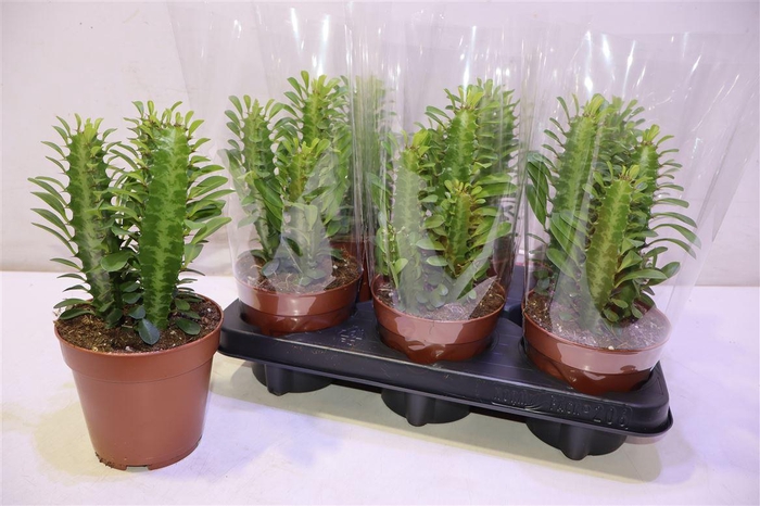 <h4>Euphor Trigona</h4>