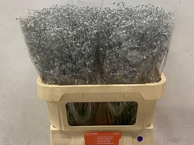 <h4>GYPS KLB H%</h4>