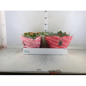 Kalanchoe blos.   ..rosebud mix  3