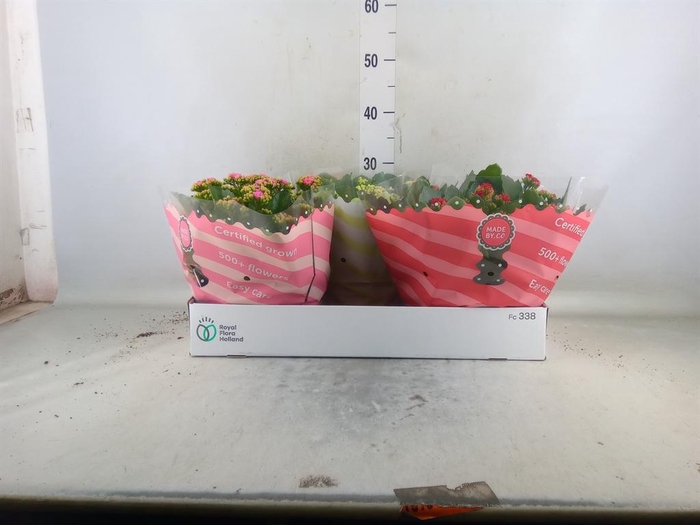 <h4>Kalanchoe blos.   ..rosebud mix  3</h4>