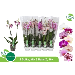PHAL GEM 8 KL