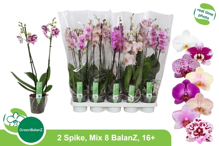 <h4>PHAL GEM 8 KL</h4>