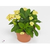 Euphorbia milii 'Neptunus'