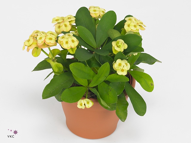 Euphorbia milii 'Neptunus'