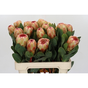 Protea Grandicolor
