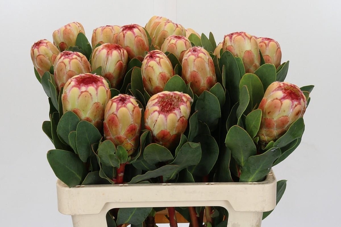 <h4>Protea Grandicolor</h4>