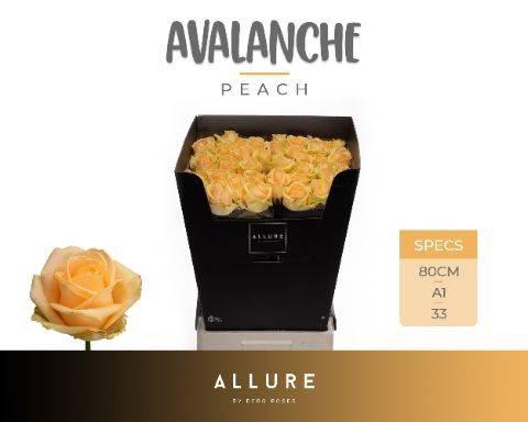 <h4>Rosa gr Avalanche Peach</h4>