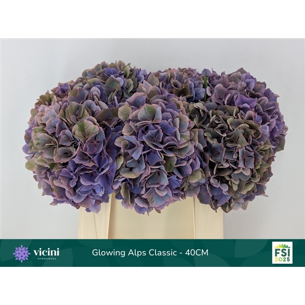 <h4>Hydr Glowing Alps Half Classic 40 cm Vicini</h4>