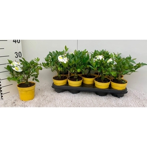 Citrus floridana Limon mini-stem