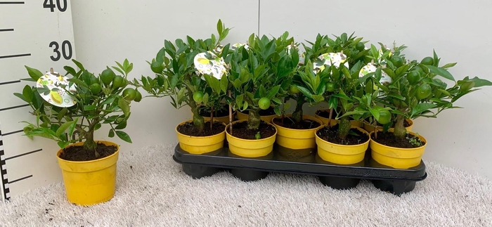 <h4>Citrus floridana Limon mini-stem</h4>