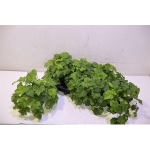 arr8 Tolmiea Menziesii