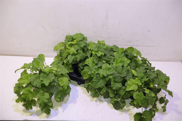 <h4>arr8 Tolmiea Menziesii</h4>